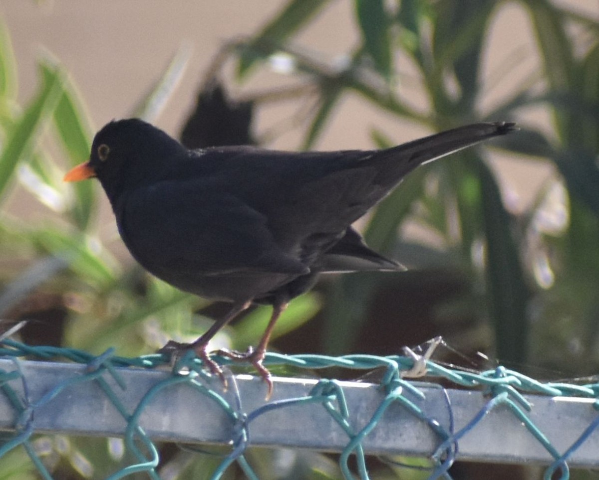 Eurasian Blackbird - ML643125091