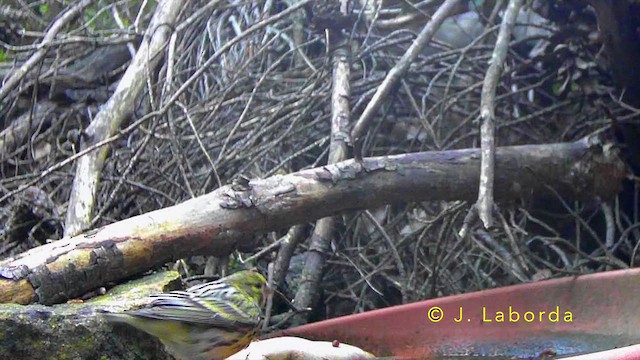 European Serin - ML643125094
