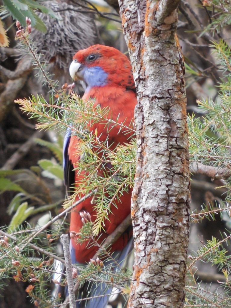 Crimson Rosella - ML643125101