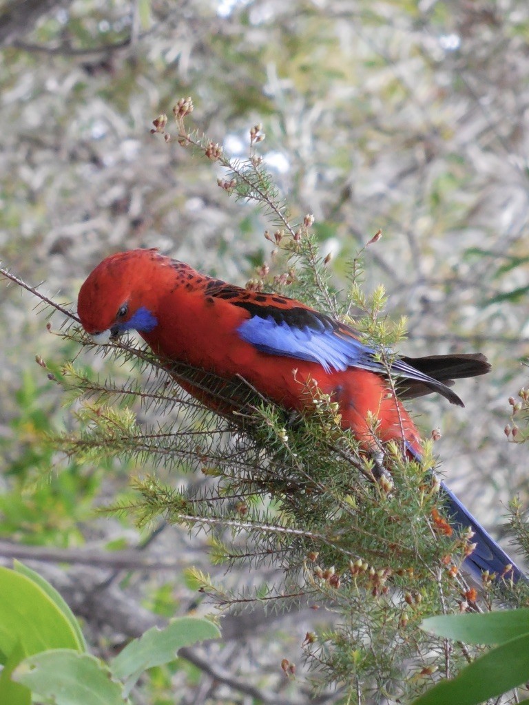 Crimson Rosella - ML643125105