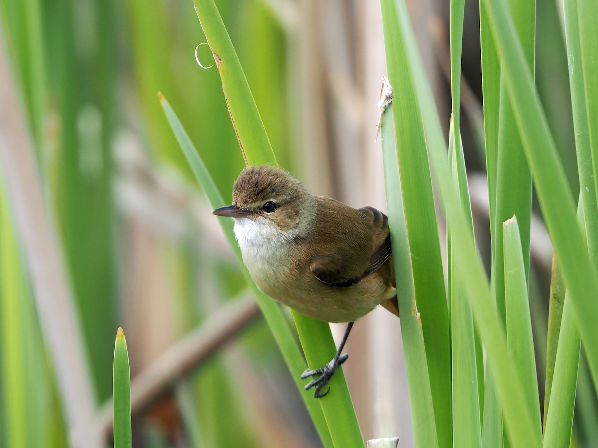 Australian Reed Warbler - ML643125107