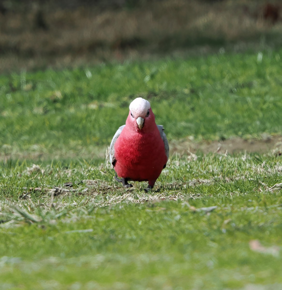 Galah - ML643125118
