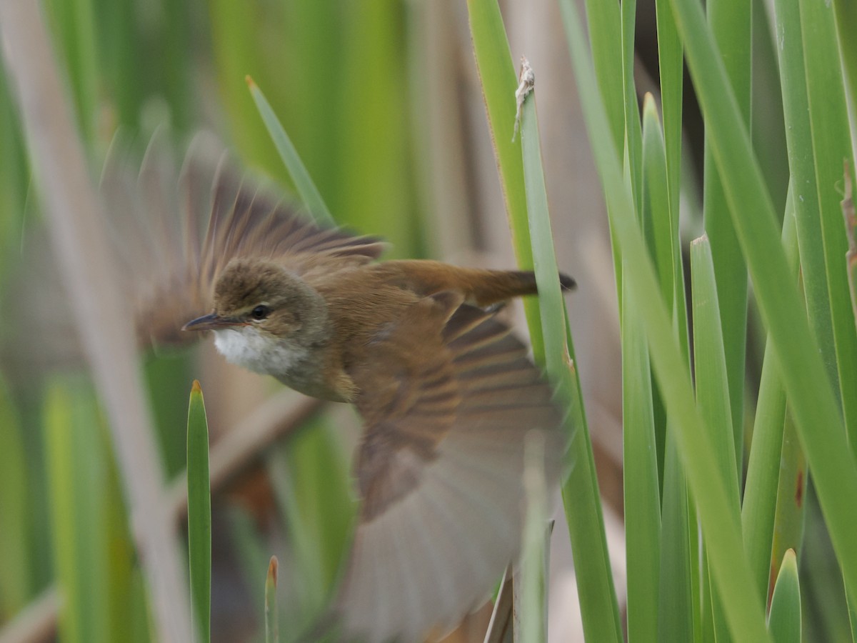 Australian Reed Warbler - ML643125134