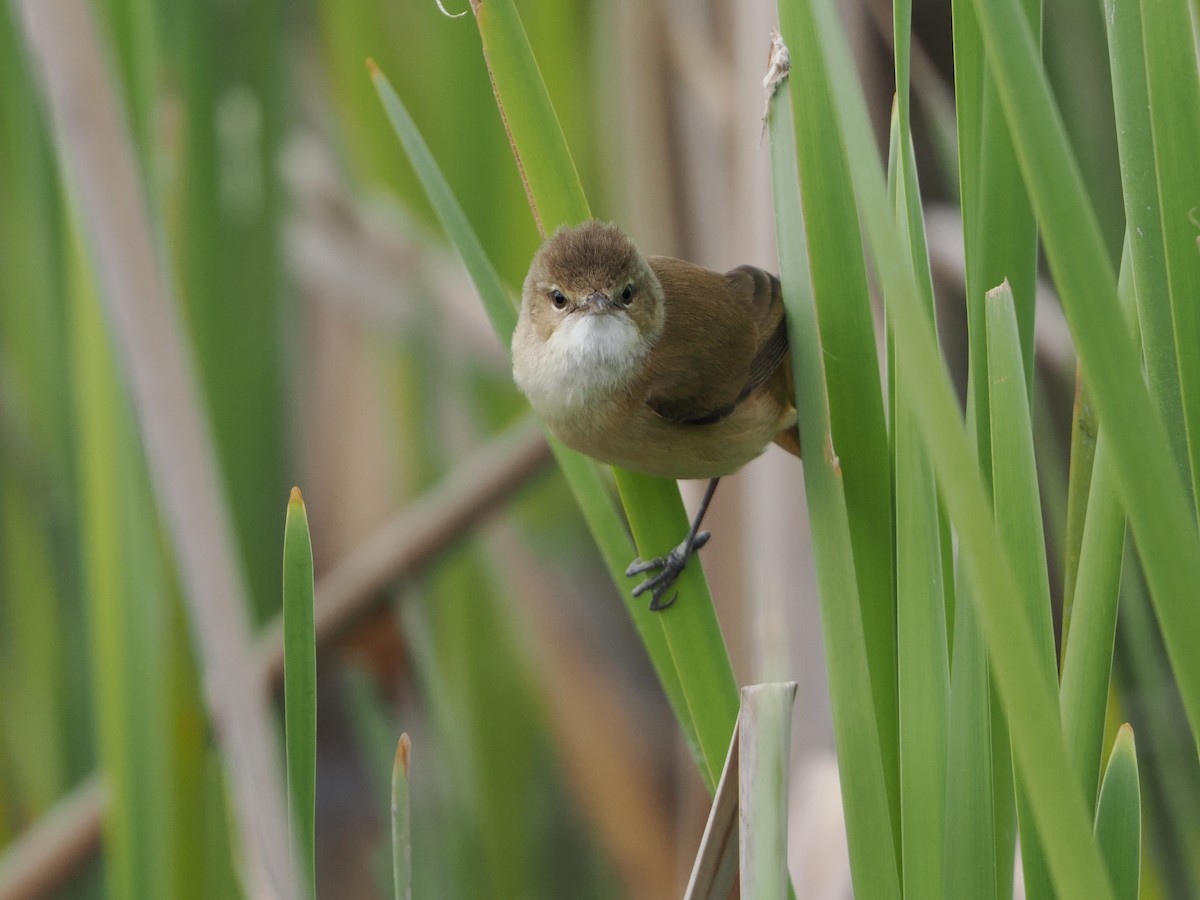 Australian Reed Warbler - ML643125135