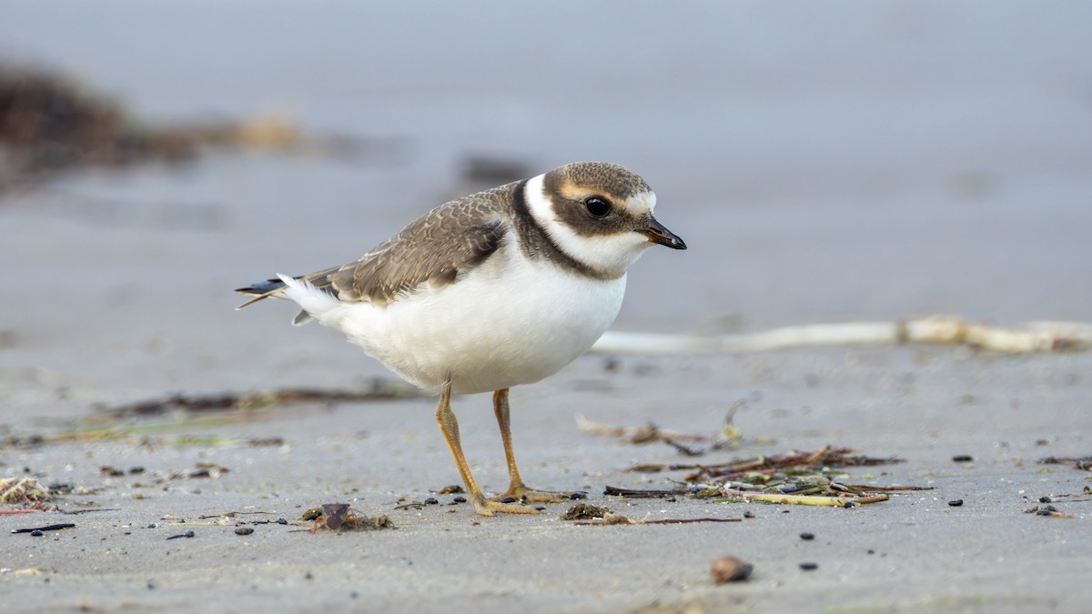 Corriere grosso - ML643125140