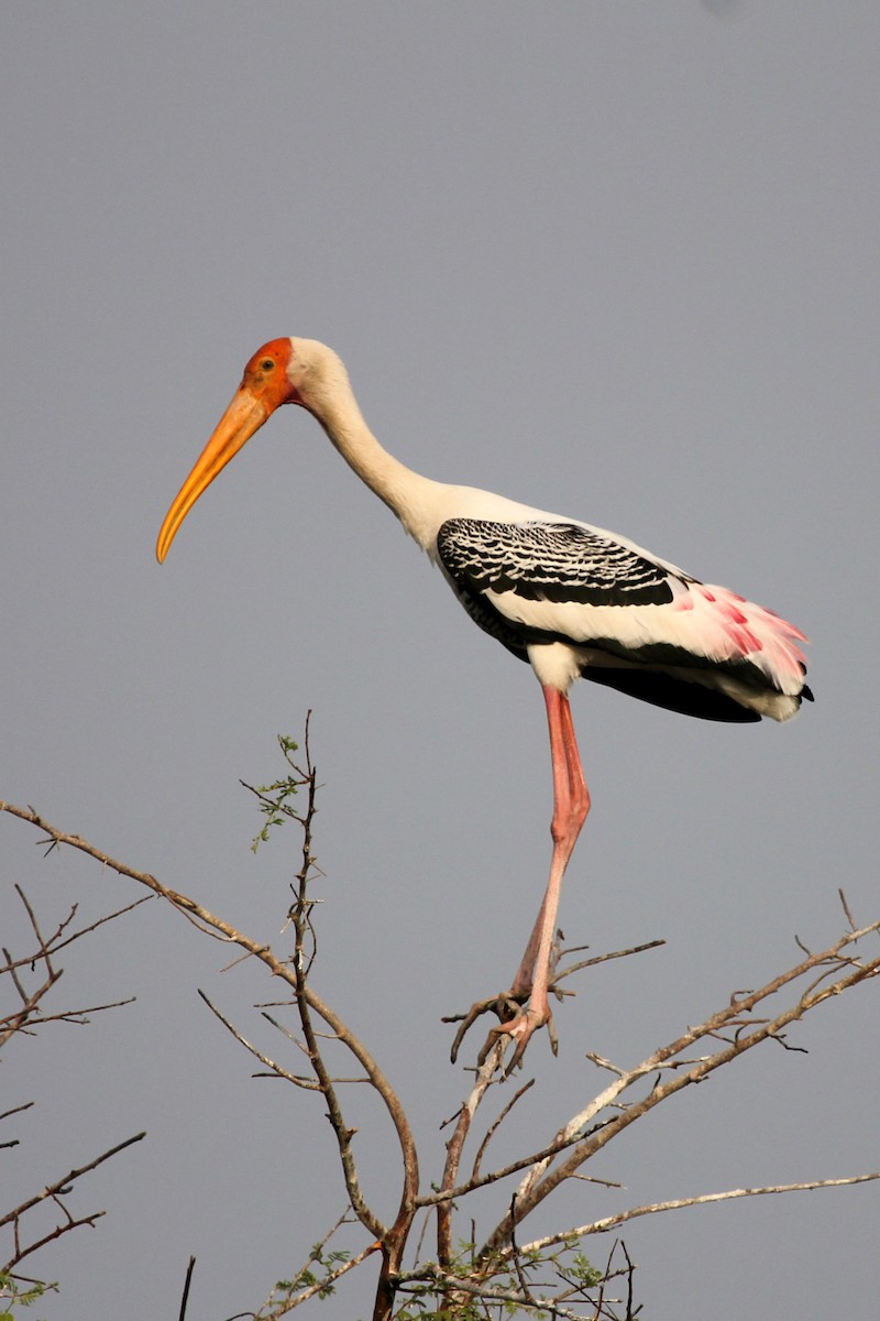 Painted Stork - ML643125159