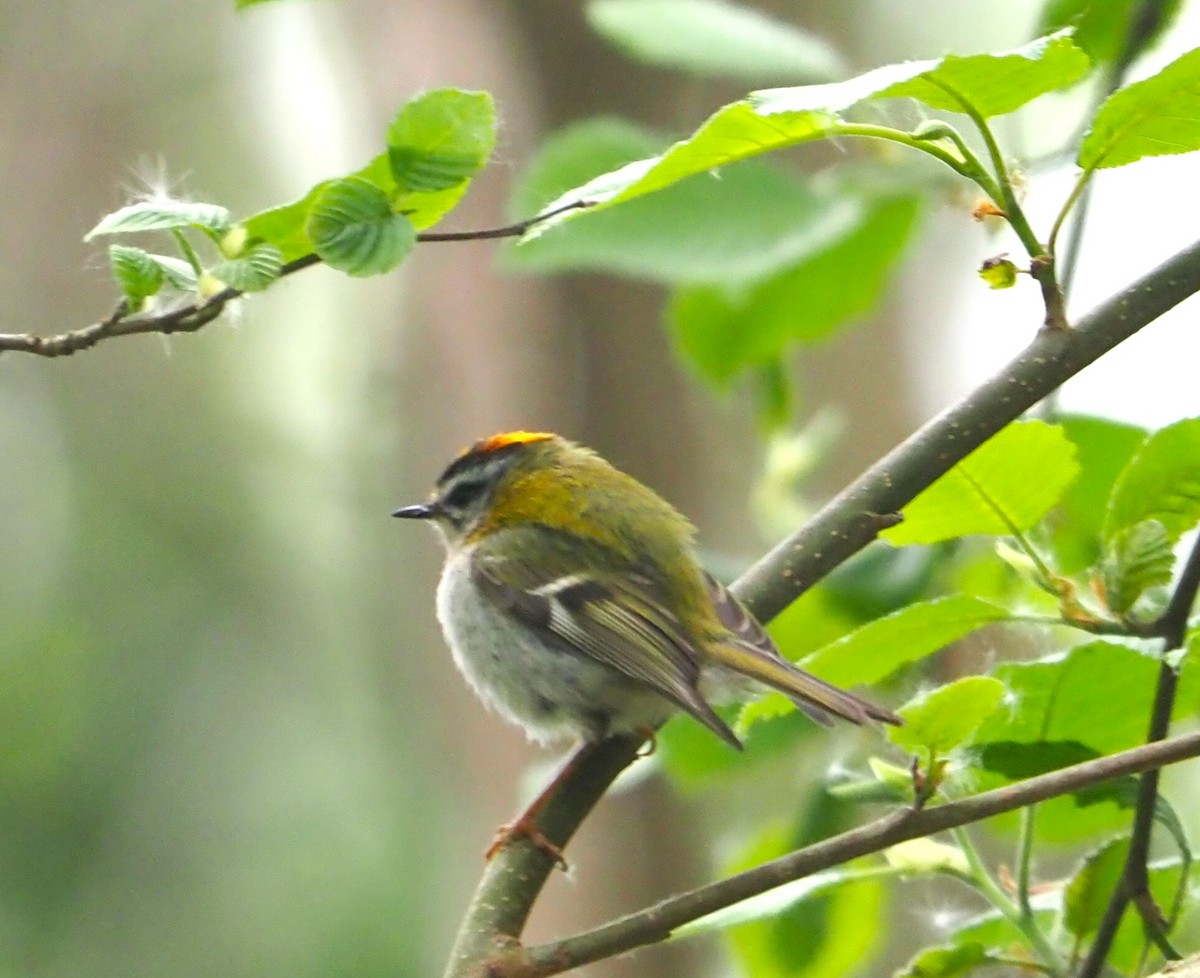 Common Firecrest - ML643125177