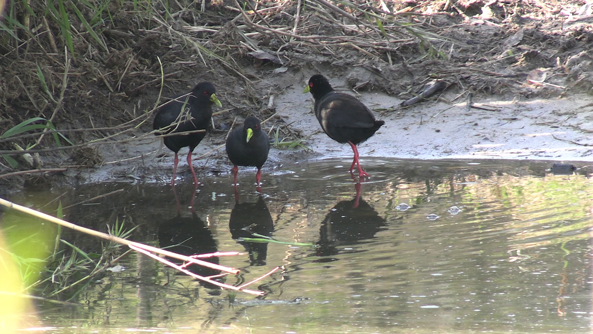 Black Crake - ML643125180