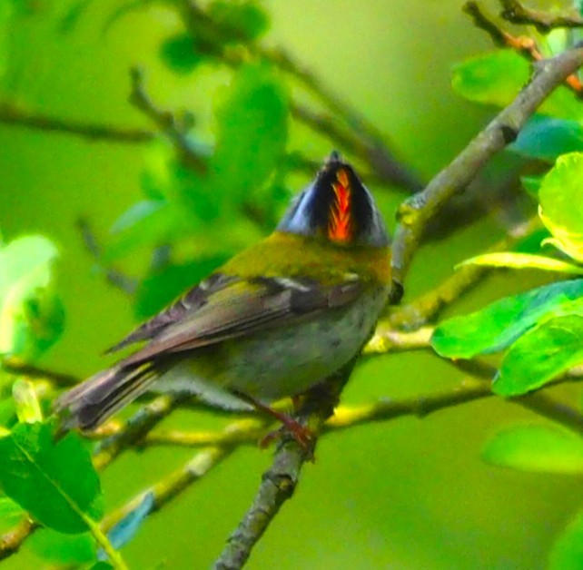Common Firecrest - ML643125205