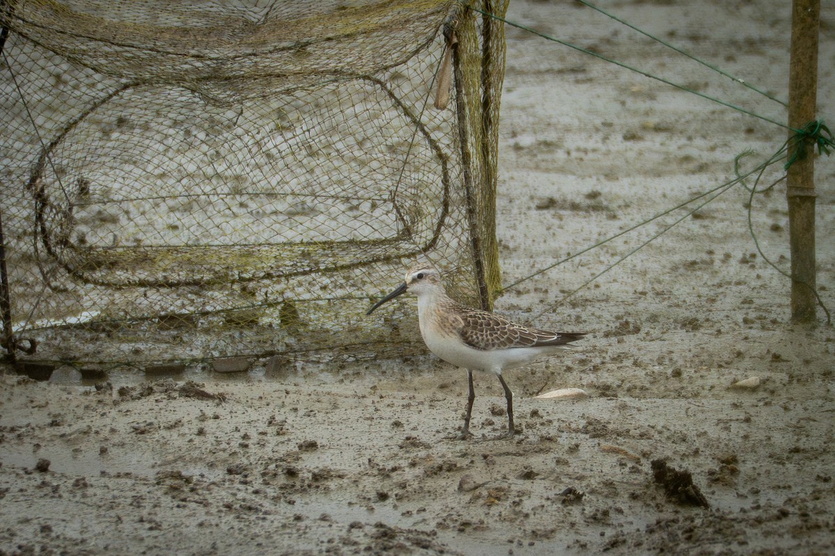 Curlew Sandpiper - ML643125225