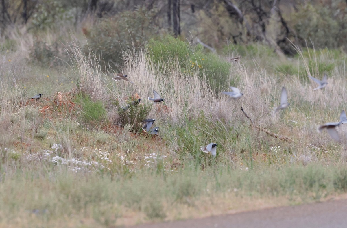 White-browed Woodswallow - ML643125226