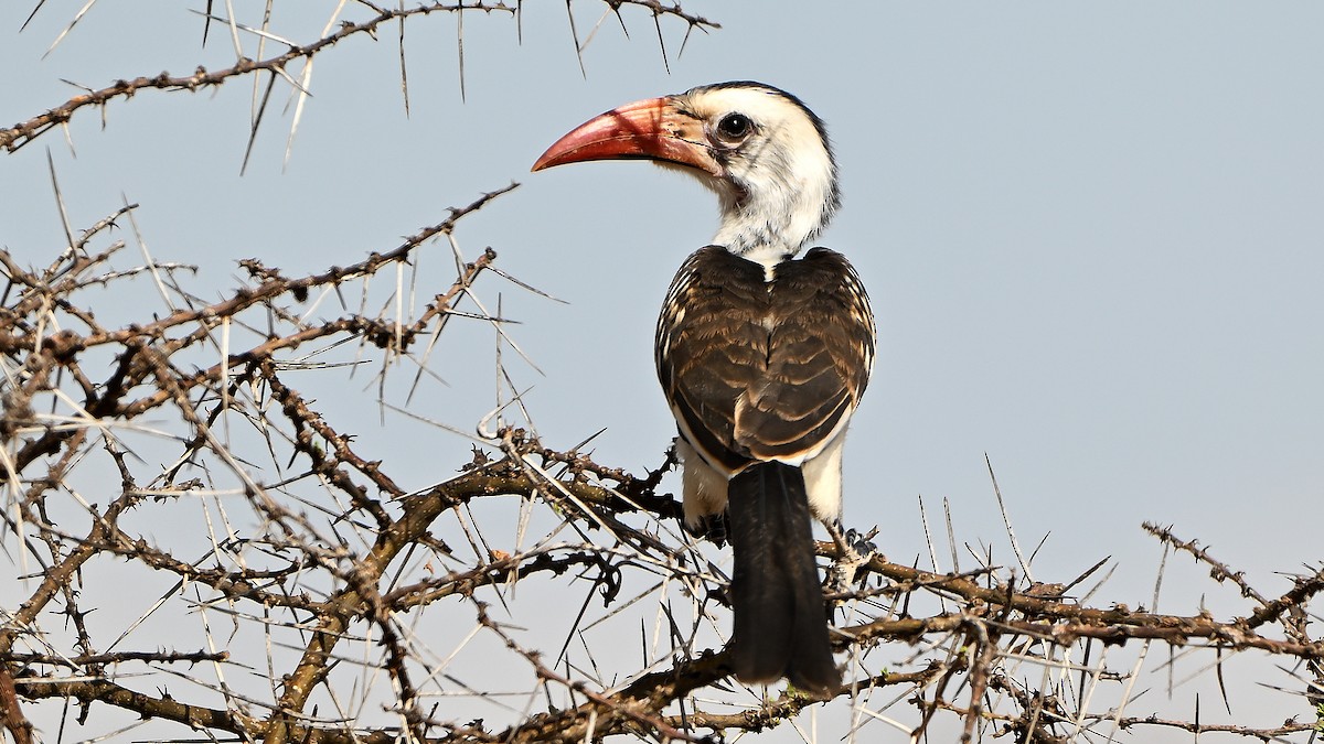 Northern Red-billed Hornbill - ML643125231