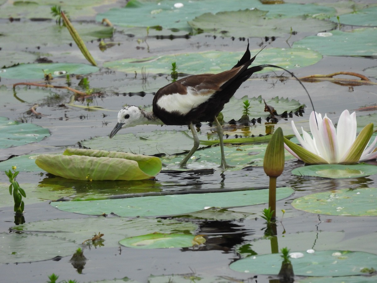 Jacana à longue queue - ML643125233