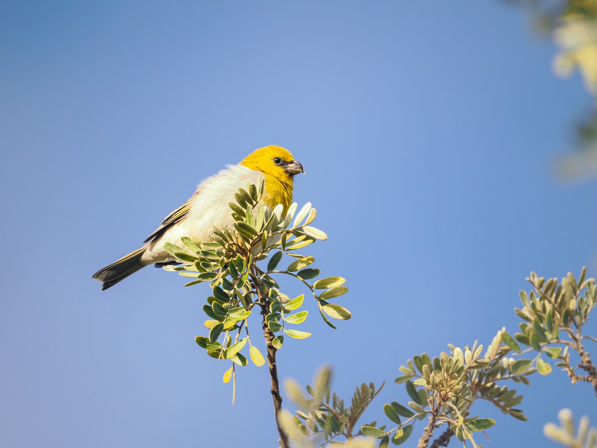 Palila - ML643125259