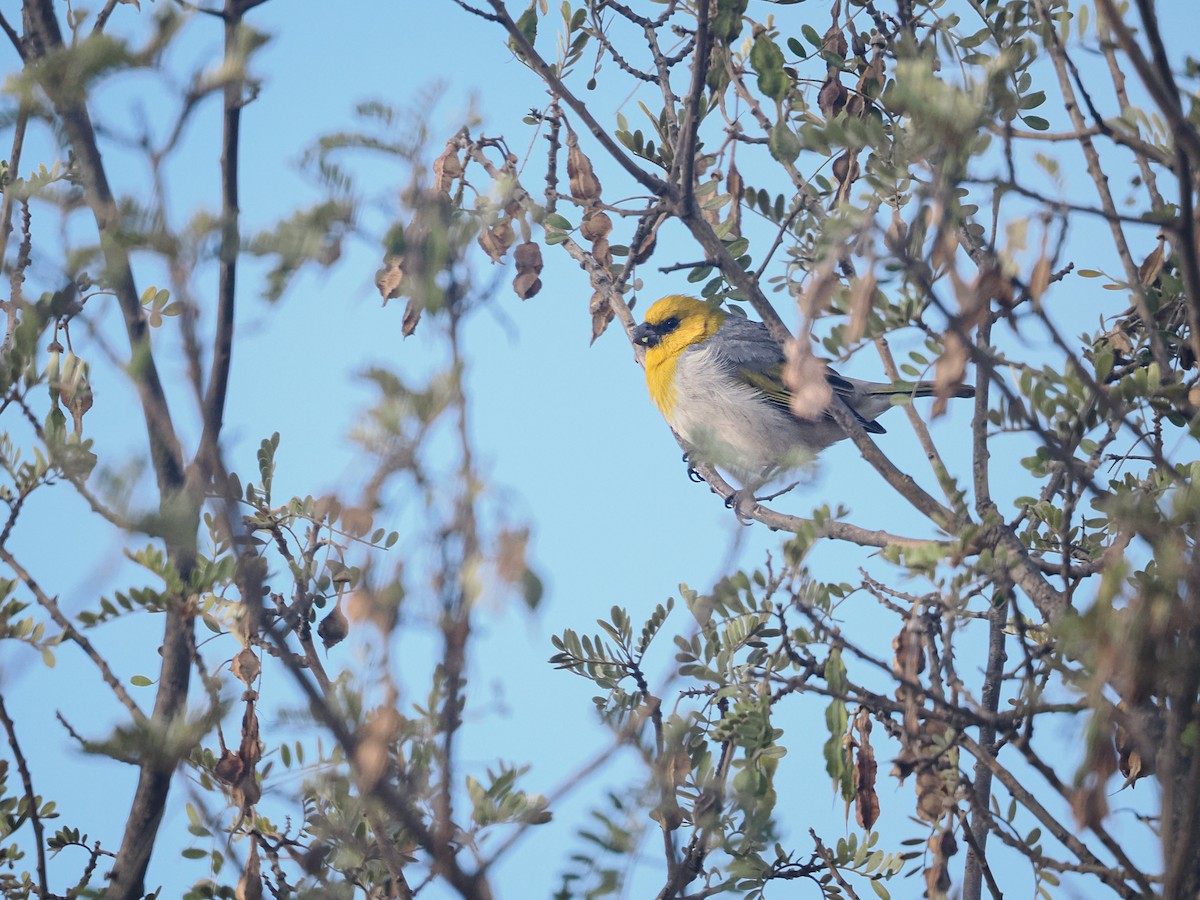 Palila - ML643125260