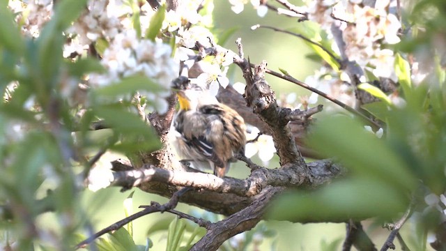 Striated Pardalote (Striated) - ML643125262
