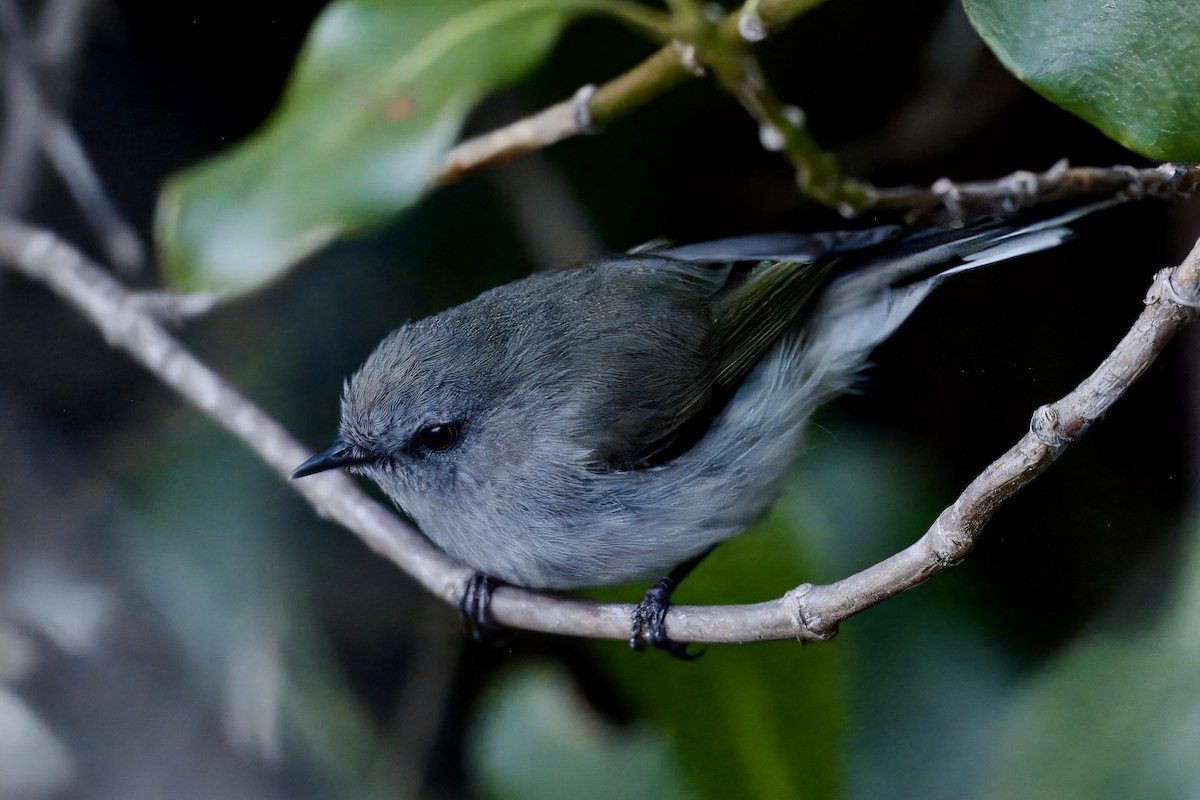Gray Gerygone - ML643125263