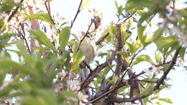 Striated Pardalote (Striated) - ML643125274