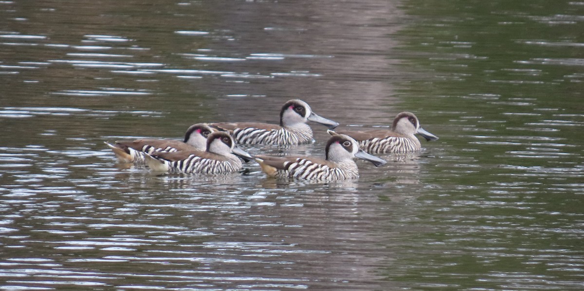 Pink-eared Duck - ML643125280