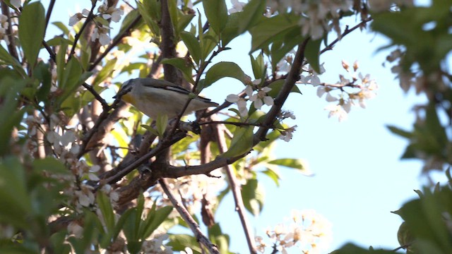 Striated Pardalote (Striated) - ML643125284