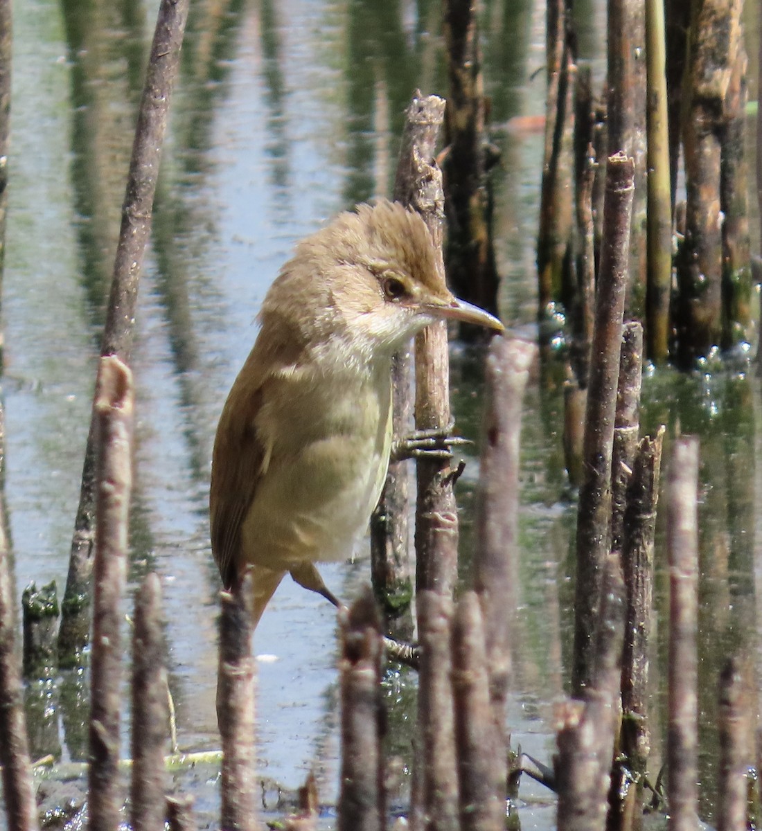 Australian Reed Warbler - ML643125287