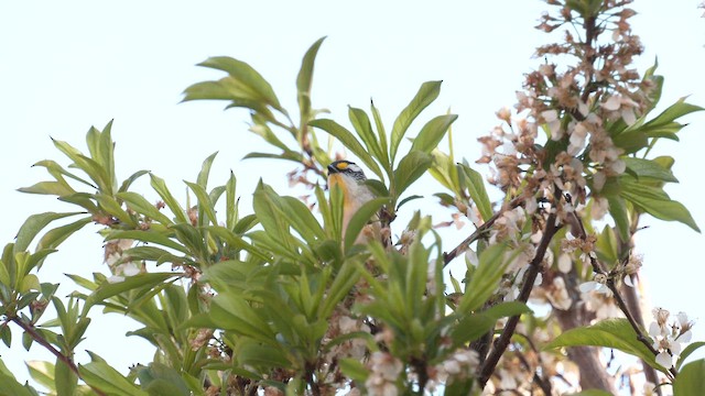 Striated Pardalote (Striated) - ML643125291