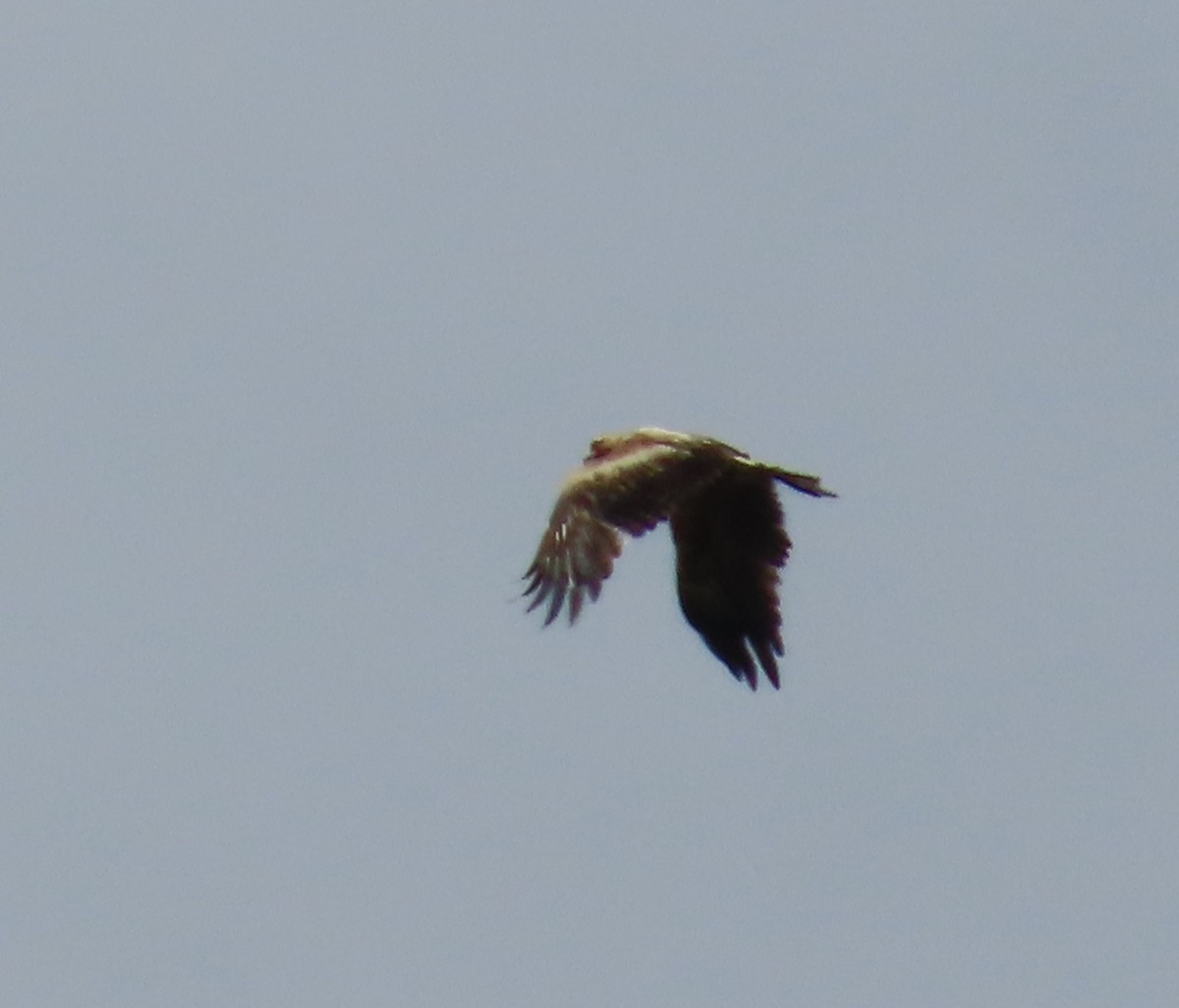 diurnal raptor sp. - ML643125296