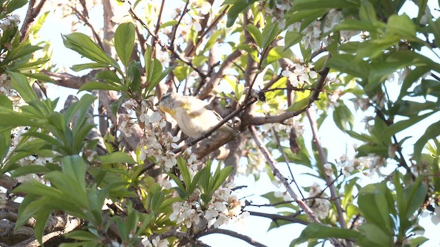 Striated Pardalote (Striated) - ML643125311