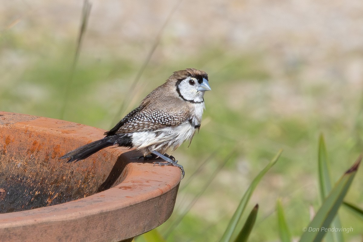 Double-barred Finch - ML643125312