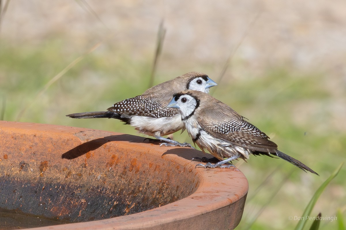 Double-barred Finch - ML643125313