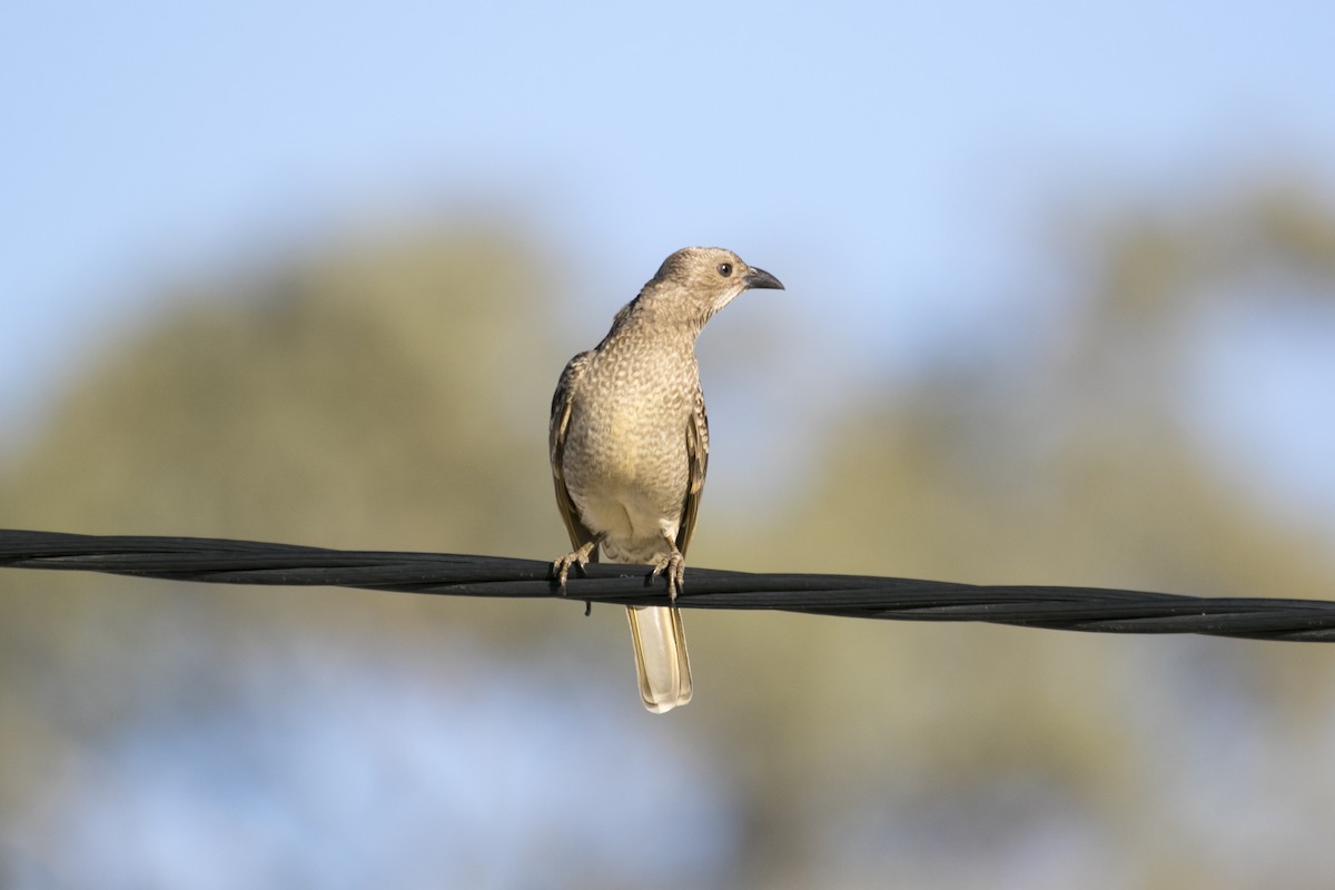 Spotted Bowerbird - ML643125320