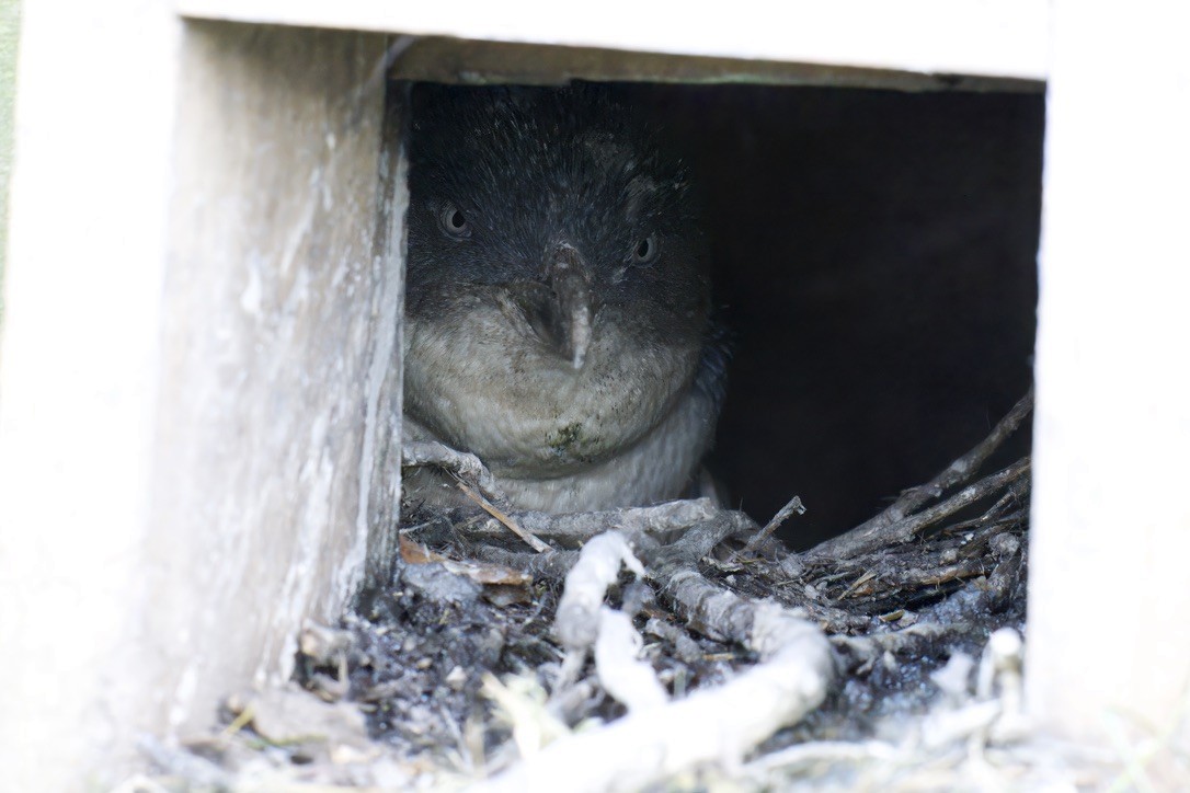 Little Penguin - ML643125331