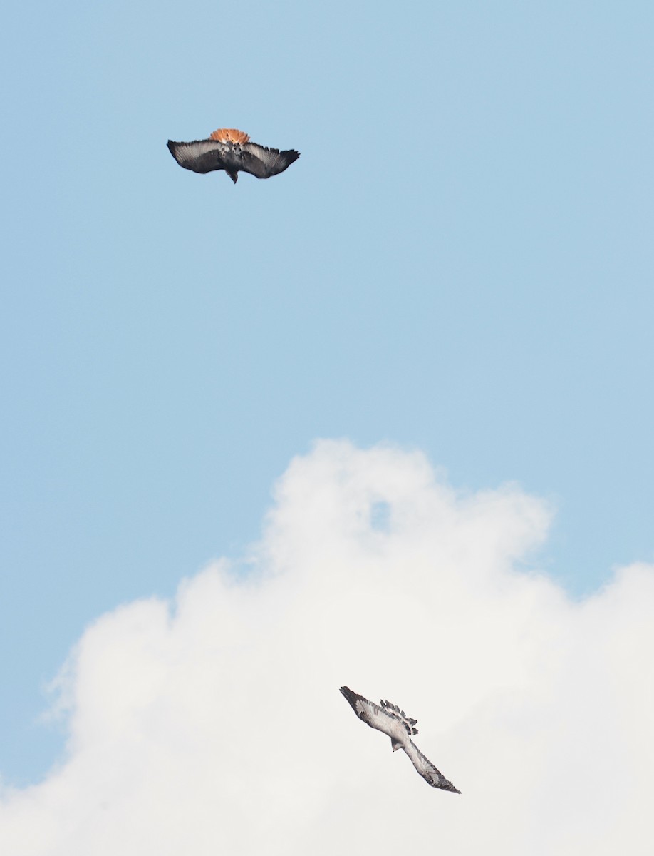 Augur Buzzard - ML643125348
