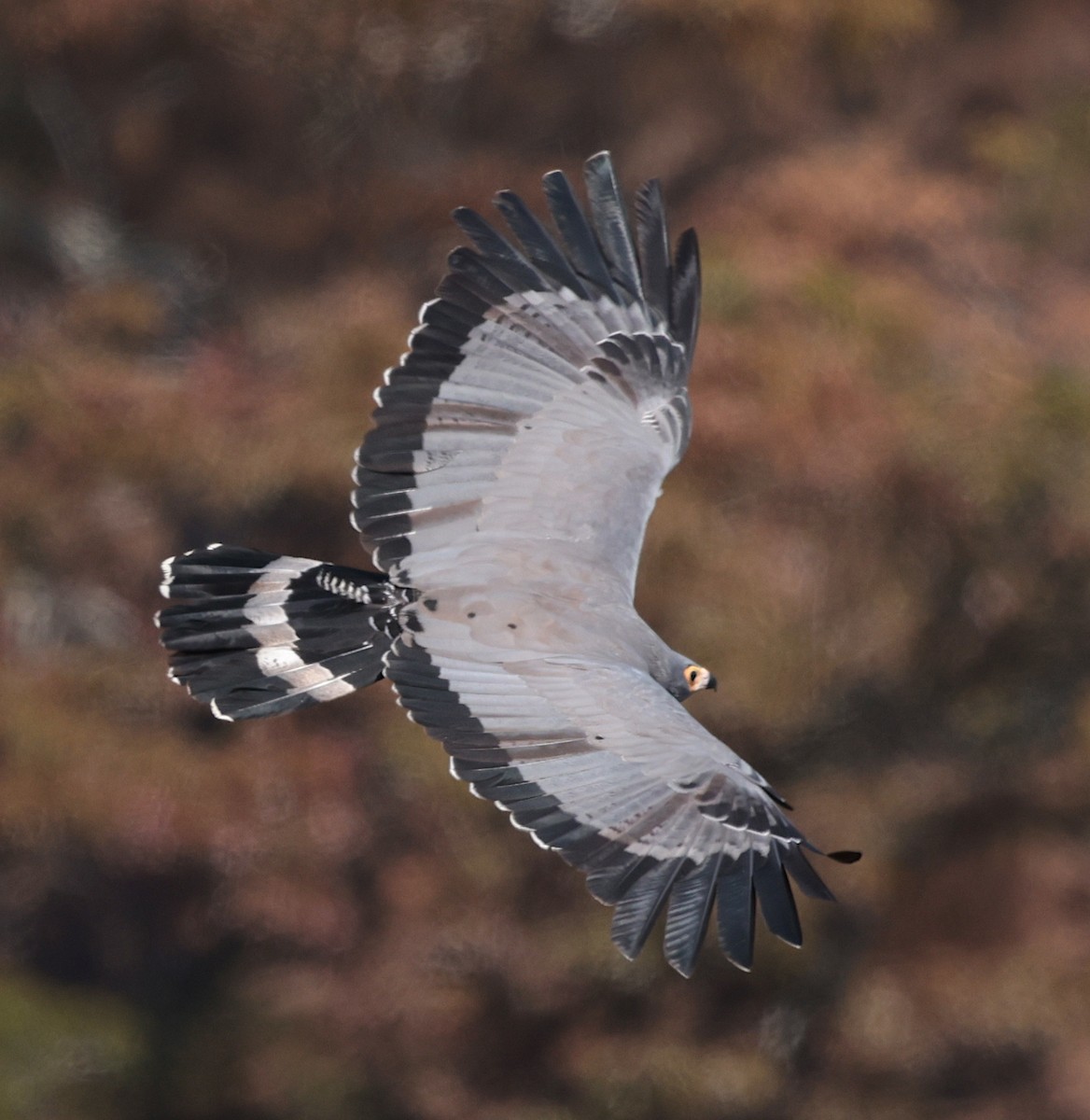 African Harrier-Hawk - ML643125350