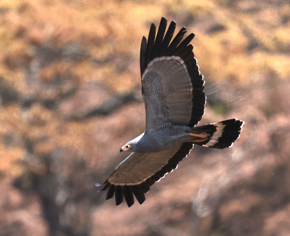 African Harrier-Hawk - ML643125351