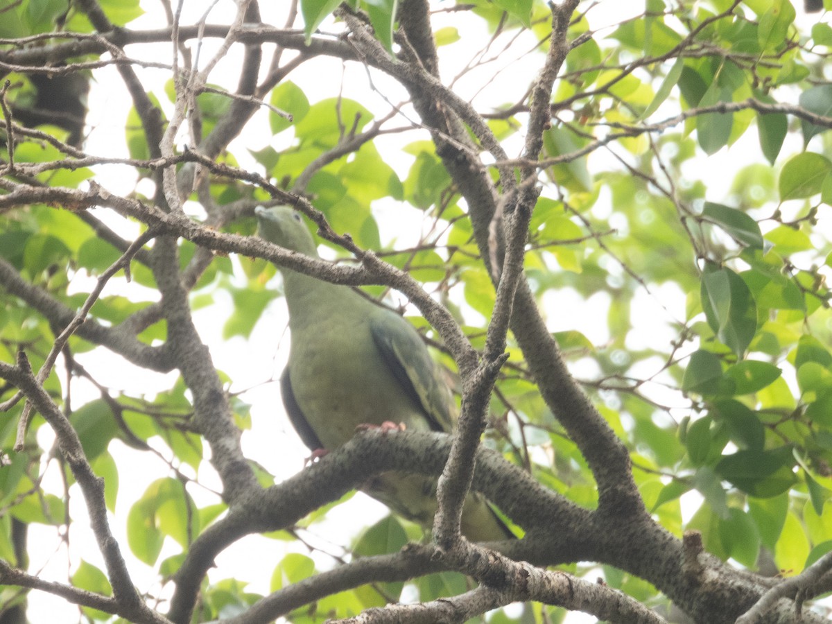Pink-necked Green-Pigeon - ML643125358