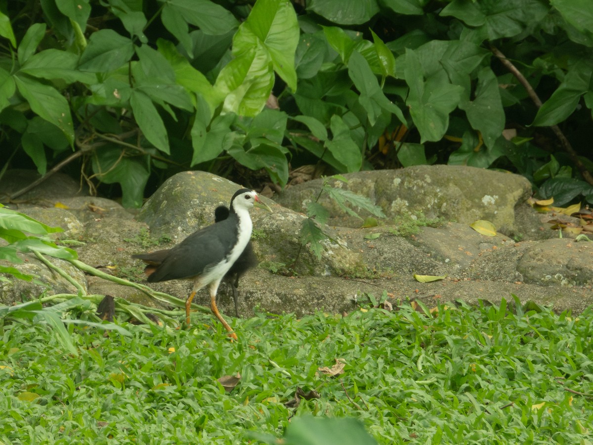 White-breasted Waterhen - ML643125361
