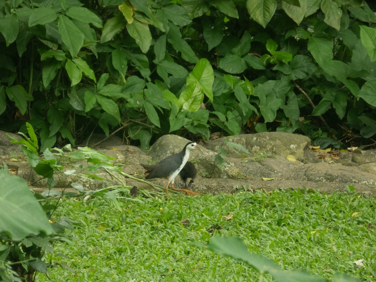 White-breasted Waterhen - ML643125362