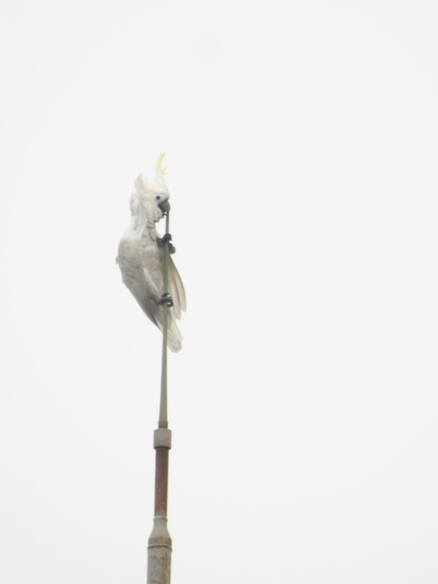 Sulphur-crested Cockatoo - ML643125364