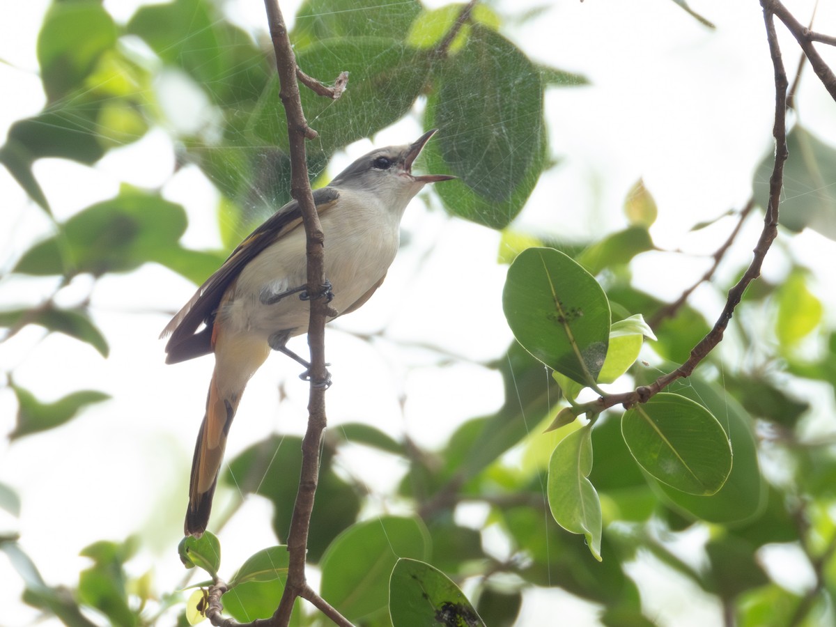 Small Minivet - ML643125369