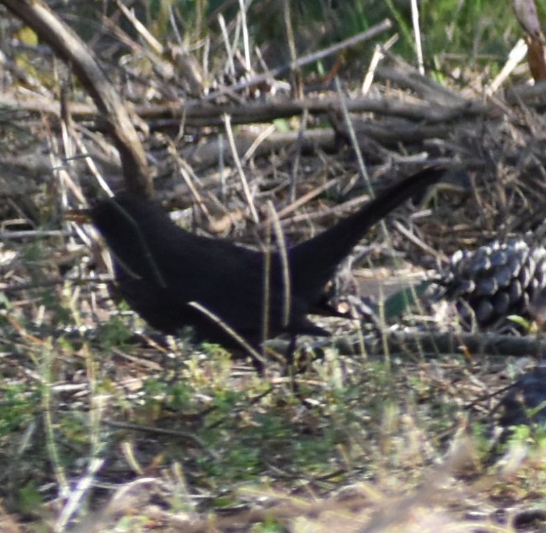 Eurasian Blackbird - ML643125377