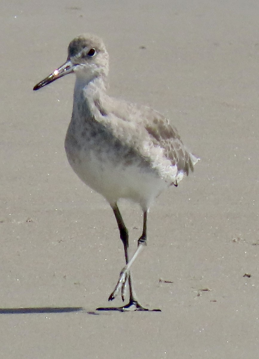 Willet - ML643125382