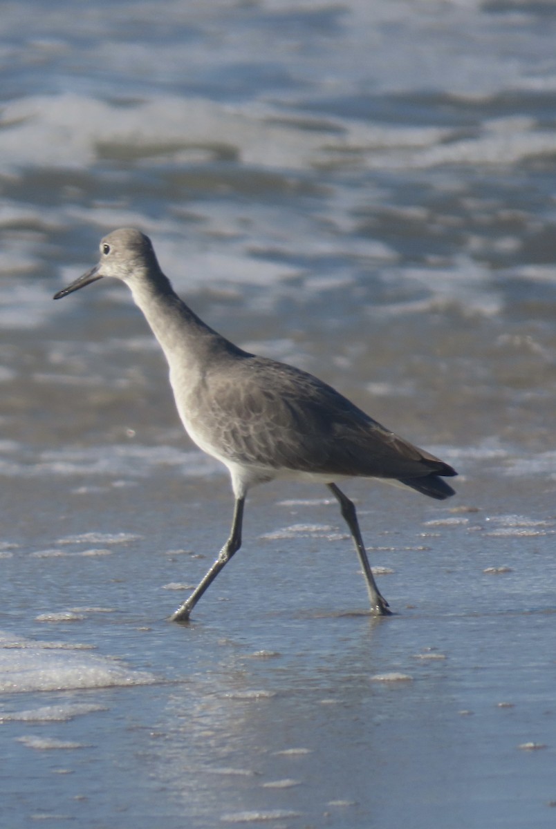 Willet - ML643125383