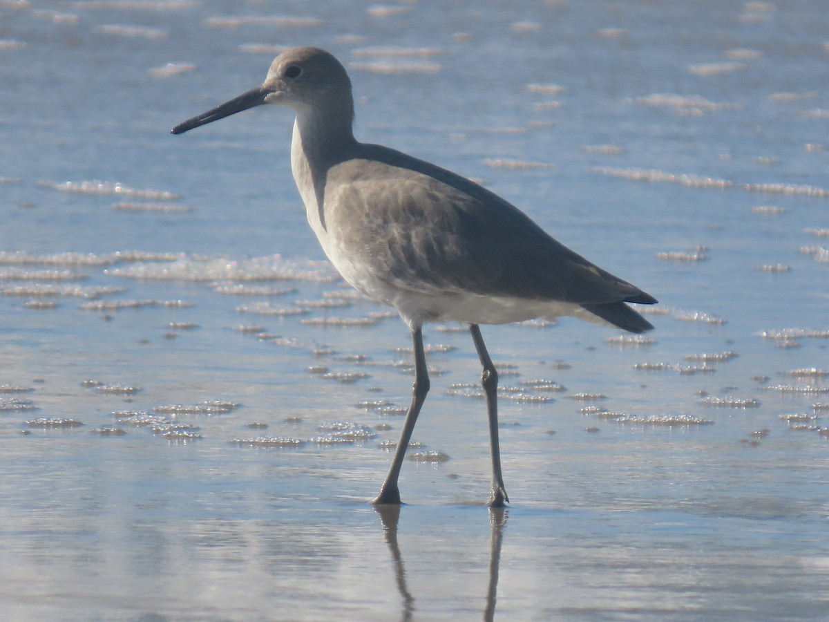 Willet - ML643125384