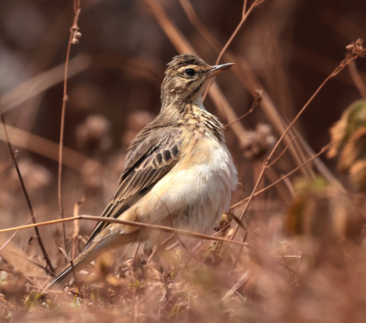 アフリカマミジロタヒバリ - ML643125387