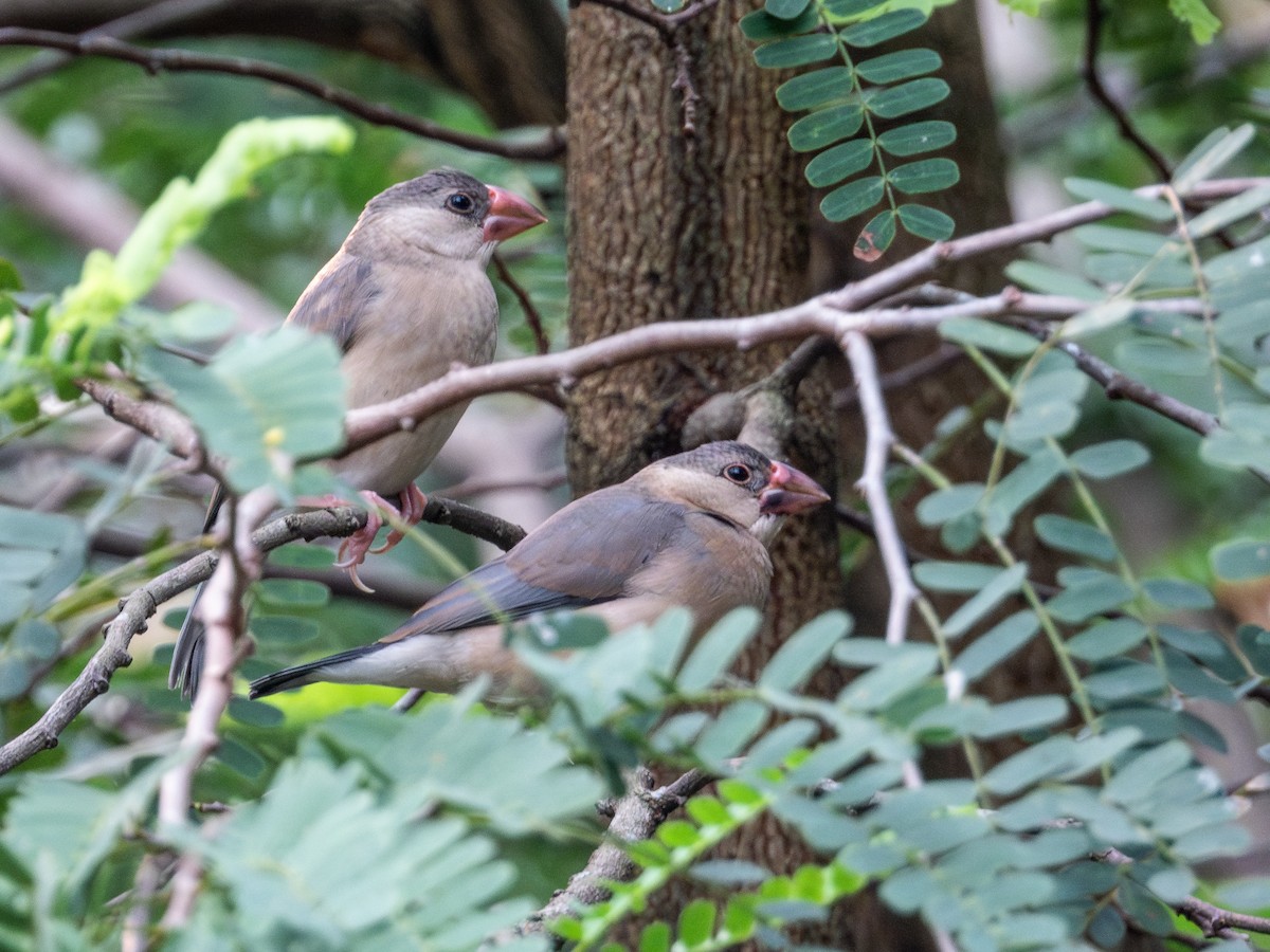 Java Sparrow - ML643125396