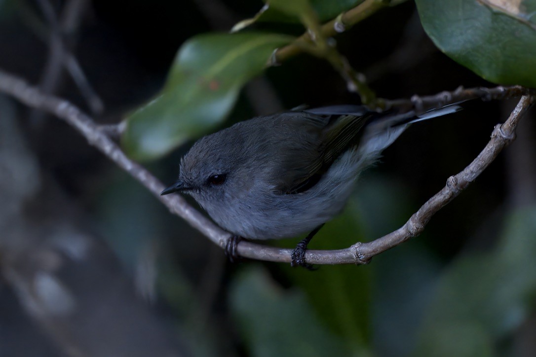 Gray Gerygone - ML643125400