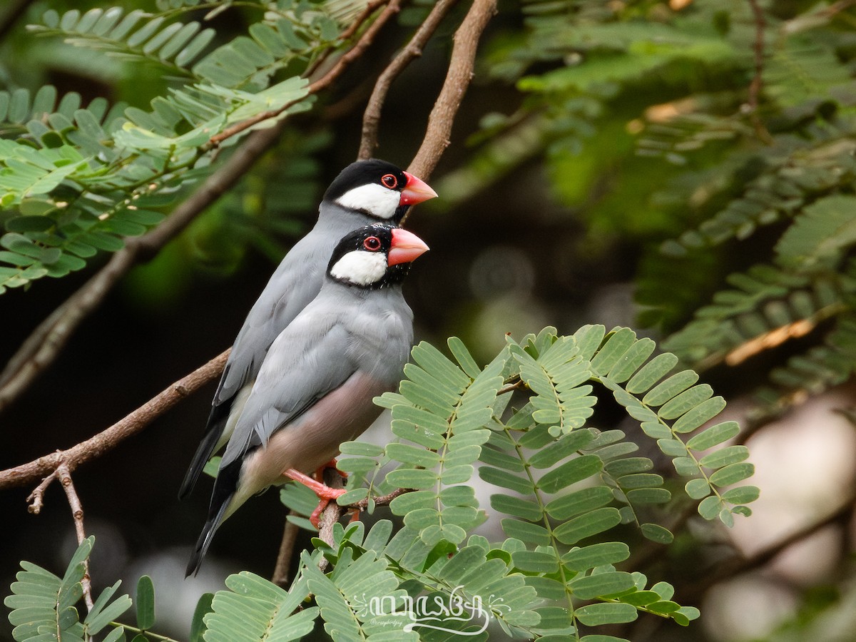 Java Sparrow - ML643125403