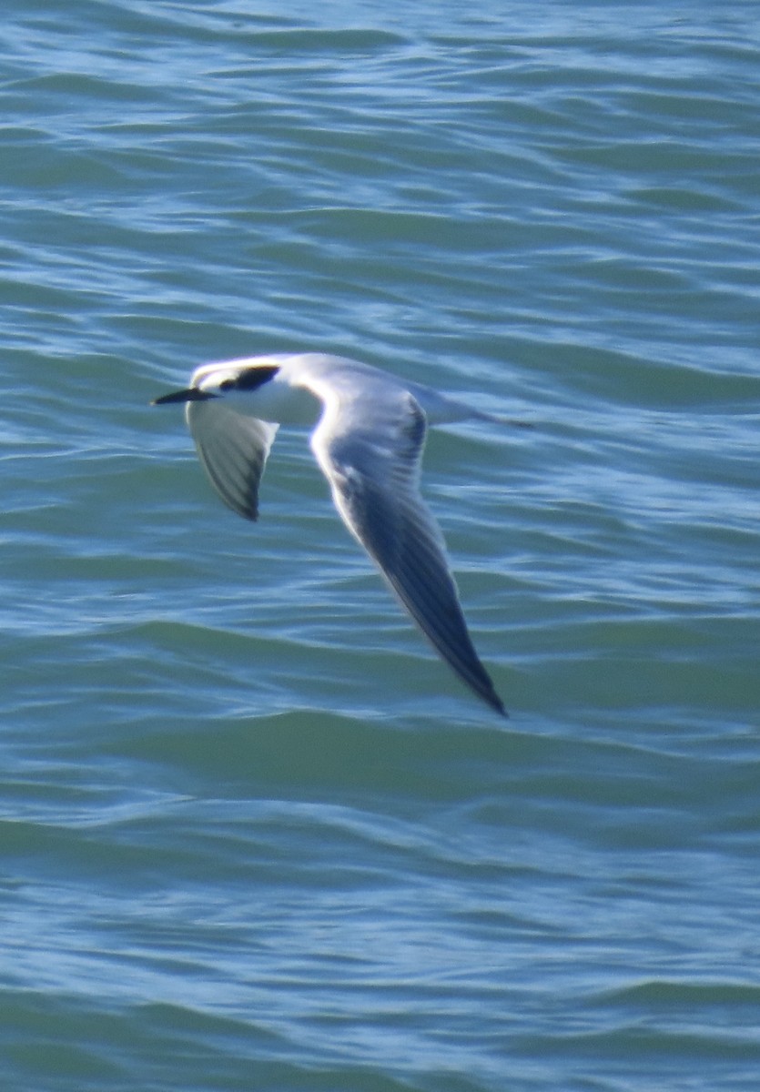 Sandwich Tern - ML643125418