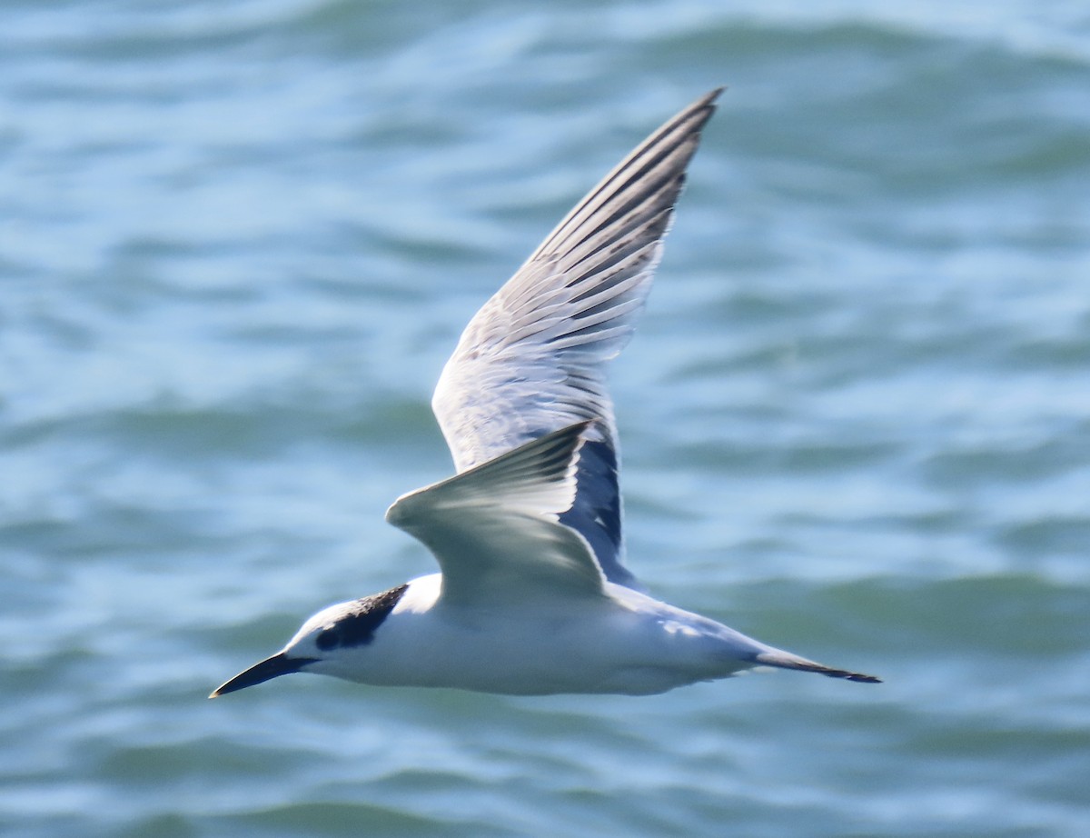 Sandwich Tern - ML643125419